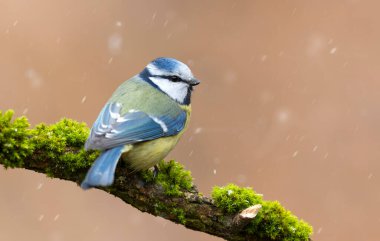 Blue tit ( Cyanistes caeruleus ) close up