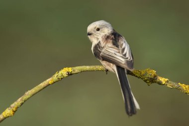 Long tailed tit also known as bushtit (Aegithalos caudatus)
