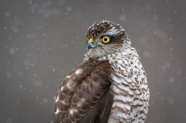 Atmaca (accipiter nisus) - dişi