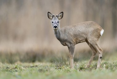 Roe geyiği erkek (Capreolus capreolus )