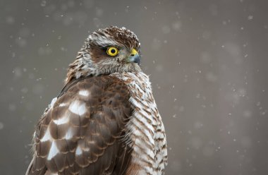 Atmaca (accipiter nisus) - dişi