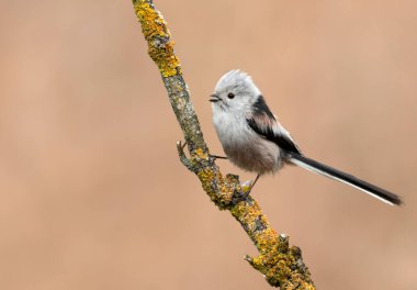 Long tailed tit also known as bushtit (Aegithalos caudatus)