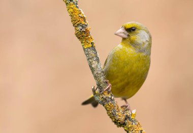 Avrupa yeşil ispinoz kuşu (Carduelis klorisi )