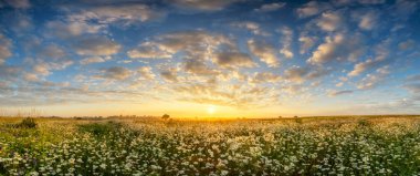 Güzel yaz gündoğumu papatya çiçekleri tarlasında