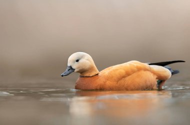 Ruddy shelduck (Tadorna ferruginea) yakın çekim