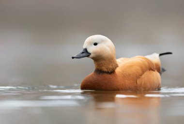 Ruddy shelduck (Tadorna ferruginea) yakın çekim