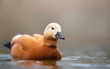 Ruddy shelduck (Tadorna ferruginea) yakın çekim