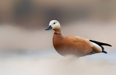Ruddy shelduck (Tadorna ferruginea) yakın çekim