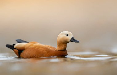 Ruddy shelduck (Tadorna ferruginea) yakın çekim