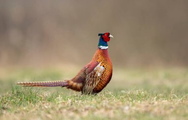 Halka yakalı Sülün (Phasianus colchicus) erkek.