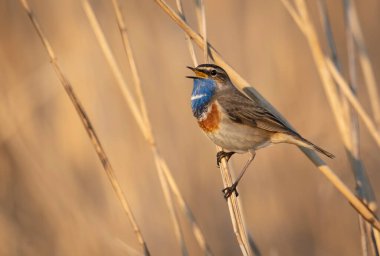 Sazlıkta oturan mavi boğazlı kuş (Luscinia svecica )