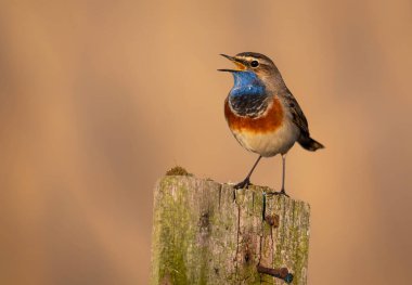 Bluethroat kuşu kapat (Luscinia svecica )