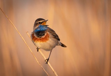 Bluethroat kuşu kapat (Luscinia svecica )
