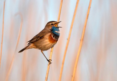 Bluethroat kuşu kapat (Luscinia svecica )