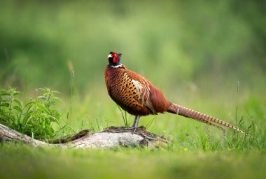 Halka yakalı Sülün (Phasianus colchicus) erkek
