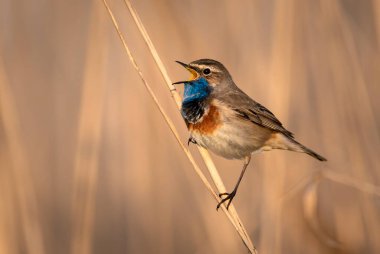 Bluethroat kuşu kapat (Luscinia svecica )