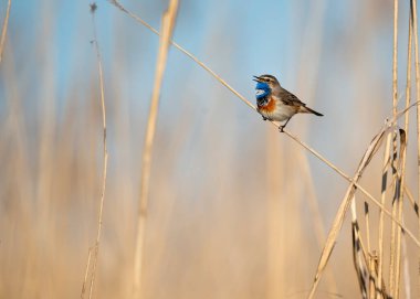 Bluethroat kuşu kapat (Luscinia svecica )