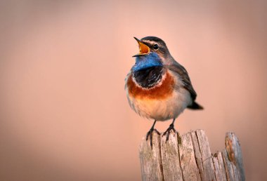 Bluethroat kuşu kapat (Luscinia svecica )