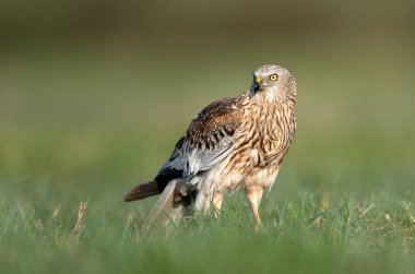 Western Marsh harrier (Circus aeruginosus) - erkek