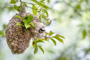 Penduline tit ( Rmiz pendulinus ) in the nest