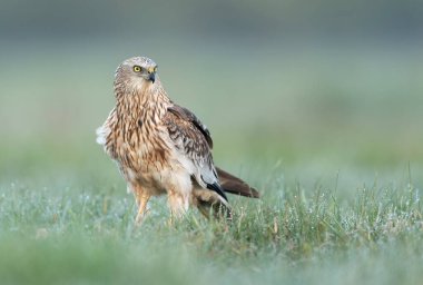Western Marsh harrier (Circus aeruginosus) - erkek