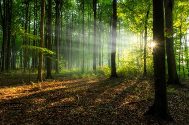 Ormanda güzel bir sabah