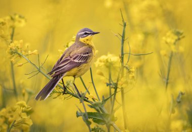Tecavüz alanında sarı kuyruklu kuş (Motacilla flava )