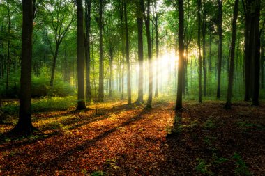 Ormanda güzel bir sabah