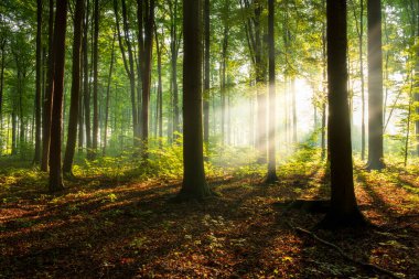 Çok güzel bir güneşli sabah yeşil orman