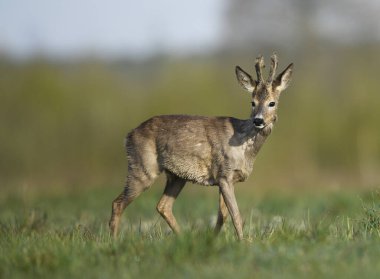 Roe geyiği erkek (Capreolus capreolus )