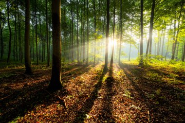 Çok güzel bir güneşli sabah yeşil orman