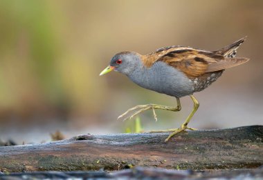 Küçük crake kuşu (Porzana parva )