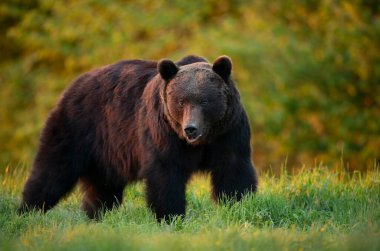 Vahşi kahverengi ayı (Ursus arctos )