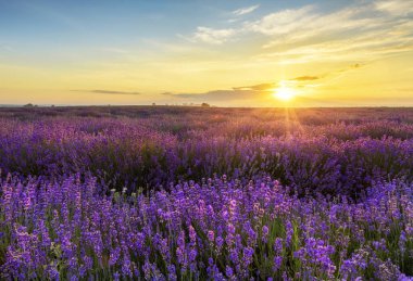 Güzel lavanta tarlası günbatımı manzarası