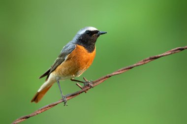 Yaygın kırmızıbaşlangıç erkeği (Phoenicurus phoenicurus )