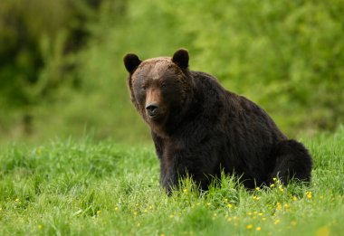 Vahşi kahverengi ayı (Ursus arctos )