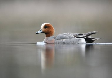 Wigeon duck bird ( Mareca penlope )