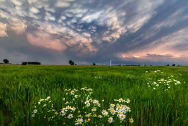 Big storm cloud over the fields - mammatus clouds clipart