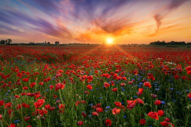 Kırmızı gelincik tarlasında güzel bir gün doğumu