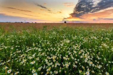 Papatya çiçekleri üzerinde güzel bir yaz günbatımı