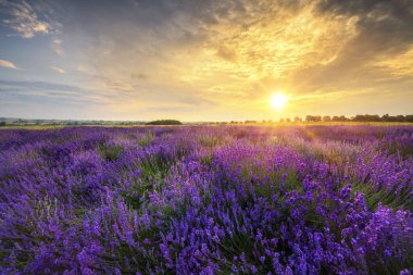 Güzel lavanta tarlası günbatımı manzarası
