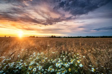 Beyaz papatya çiçekleriyle tarlaların üzerinde güzel bir yaz günü. 
