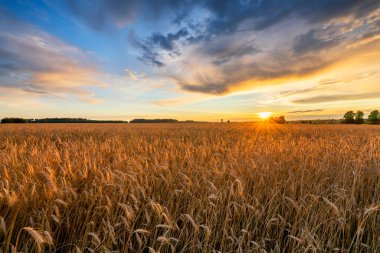 Güzel yaz günbatımı buğday tarlaları üzerinde 