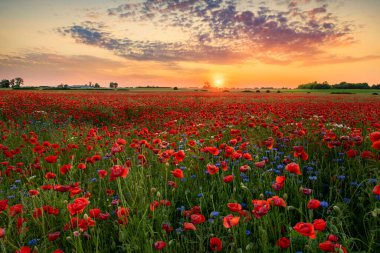 Kırmızı gelincik tarlasında güzel bir gün doğumu