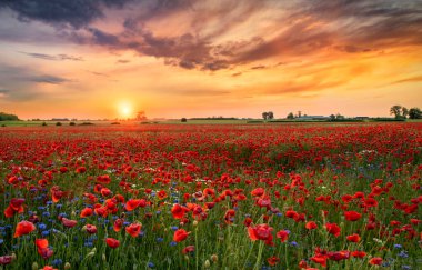 Kırmızı gelincik tarlasında güzel bir gün doğumu