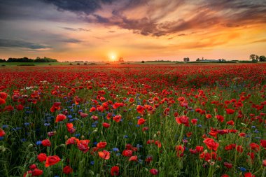 Kırmızı gelincik tarlasında güzel bir gün doğumu