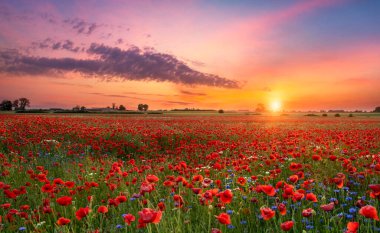 Kırmızı gelincik tarlasında güzel bir gün doğumu