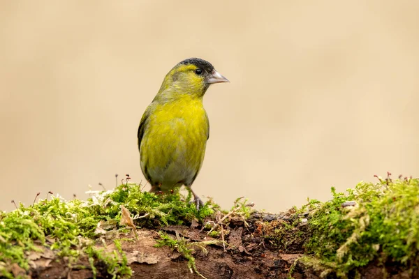 Siskin Carduelis Spinus Bird Close — Stock Photo, Image