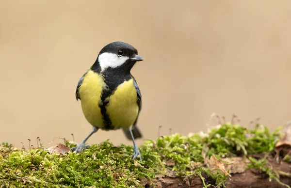 Great Tit Close Parus Major — Stock Photo, Image