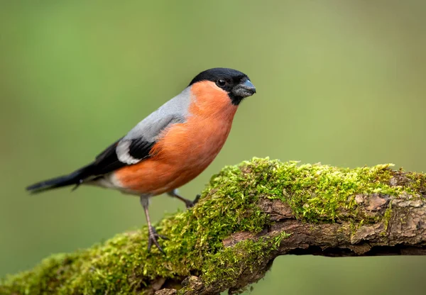 Chardonneret Europe Mâle Pyrrhula Pyrrhula — Photo